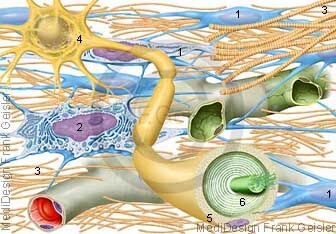 Bindegwebe mit Fibrozyten