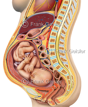 Fortpflanzung, Zeugung, Embryologie, Geburt