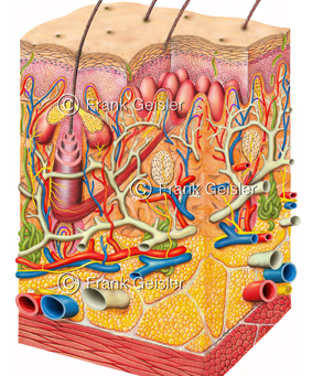 Haut, Haar sowie Brustdrüse, Mamma