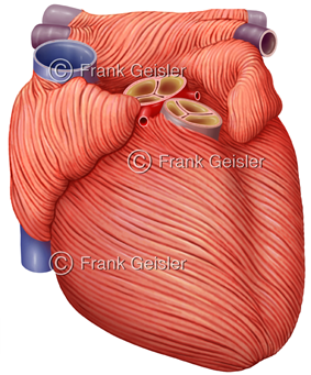 Herzmuskel im Herz-Kreislauf-System