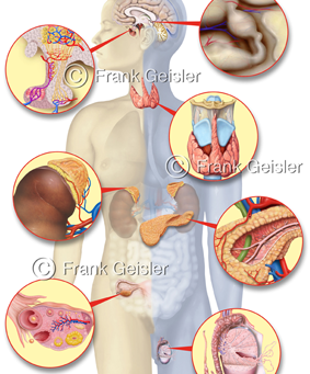 Hormonsystem, endokrine Organe