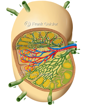 Lymphknoten im Lymphsystem