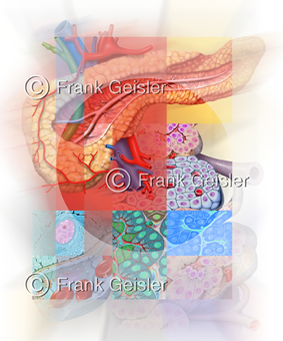 Medical Art, Anatomie-Art, Bildkompositionen