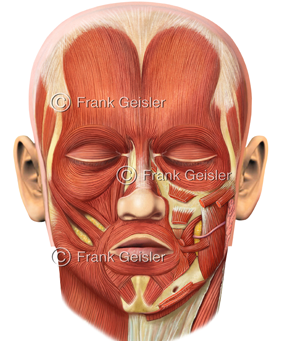 Muskeln, Muskulatur Muskelgewebe des Menschen