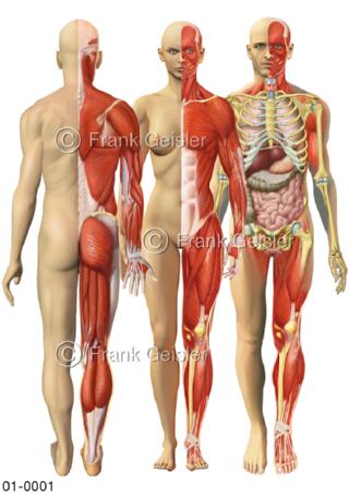 Anatomie Körper Mann und Frau