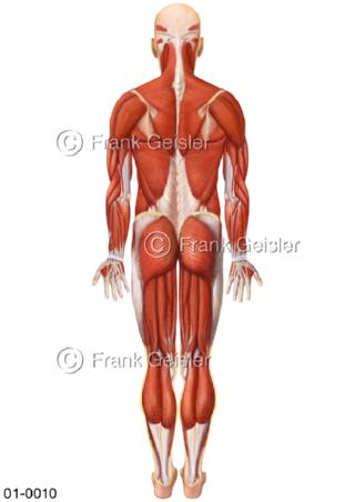 Anatomie Muskeln, Muskulatur beim Mann von dorsal
