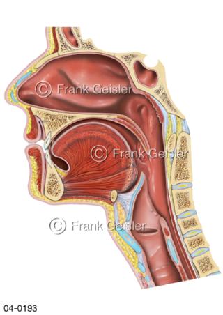 Medianschnitt durch Mundhöhle Rachenraum