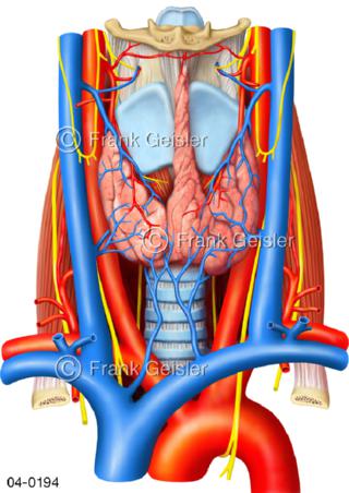 Organe Hals Kehlkopf Schilddrüse Blutgefäße