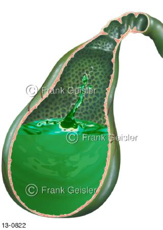 Gallenblase mit Galle Gallenflüssigkeit Gallensäure