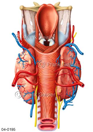 Rachen mit Kehlkopf Schilddrüse dorsal