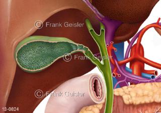 Organe Oberbauch, Gallenblase mit Gallengang, Gallenweg der Galle