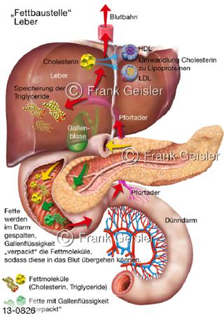 Fettbaustelle Leber, Stoffwechsel in Organe