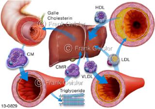 Leber mit Cholesterin-Kreislauf, Cholesterin, unentbehrlicher Rohstoff für den Körper