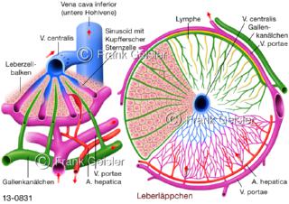 Lebersinusoide, weitlumige Kapillargefäße in der Leber, Leberläppchen mit Gefäßbett