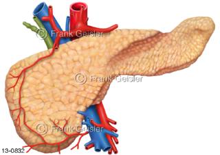 Verdauungsorgan Bauchspeicheldrüse Pankreas mit Blutgefäße