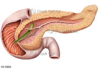 Verdauungsorgane Bauchspeicheldrüse, Pankreas mit Gangsystem und Duodenum eröffnet