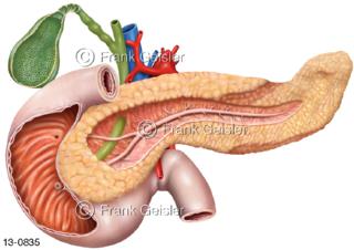 Pankreas und Duodenum eröffnet mit Gallenblase Gallengang und Blutefäße