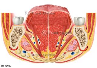 Frontalschnitt durch Kiefer Zunge mit Speicheldrüsen
