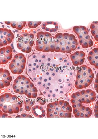 Zellen der Bauchspeicheldrüse Pankreas