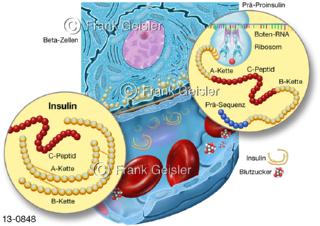 Betazelle der Bauchspeicheldüse Pankreas mit Blutkapillare, Insulin-Biosynthese in Betazelle