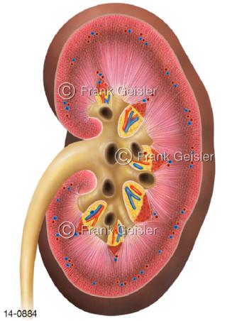 Niere mit Nierenkelche Nierenbecken
