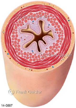Aufbau Harnleiter Harnröhre Ureter