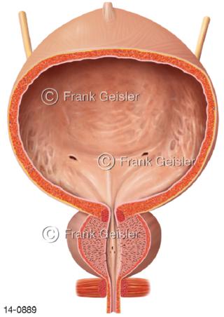 Harnblase Vesica urinaria Prostata Mann
