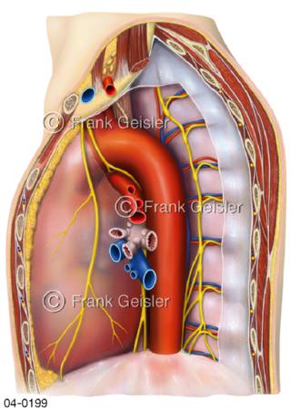 Organe Brustraum, Mediastinum mit Herz