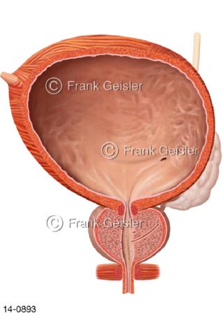 Medianschnitt Harnblase mit Vorsteherdrüse Prostata