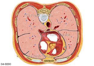 Rumpfquerschnitt, Lage der Organe im Brustraum in Höhe 7. Brustwirbel