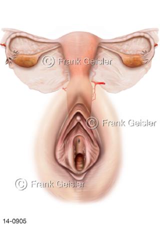 Vulva Gebärmutter Uterus Eierstock Ovar Frau