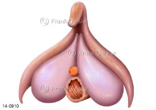 Genitalien Frau, Ansicht Klitoris Kitzler mit Harnröhre und Scheideneingang