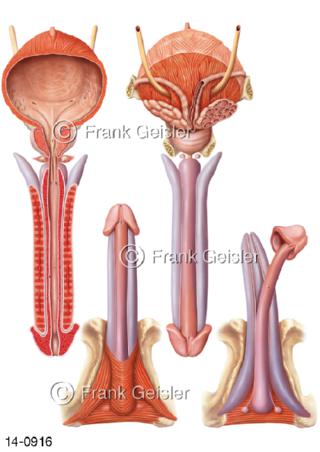 Ansichten Penis, Harnröhre Schwellkörper Peniswurzel