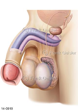 Geschlechtsorgane Penis Glied Hoden Hodensack