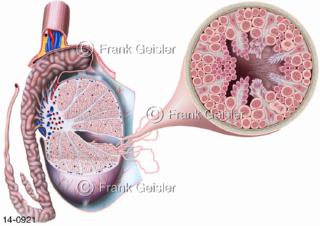 Hoden Testikel mit Nebenhoden Epididymis, Zellen Hodenkanälchen Tubuli seminiferi