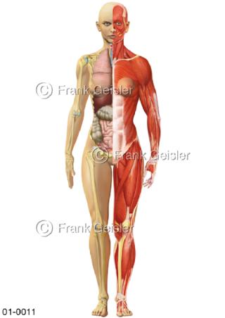 Anatomie Organe und Muskeln der Frau