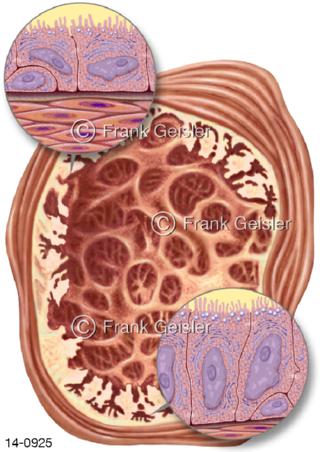 Histologie Drüsenepithel Samenblase Bläschendrüse Mann