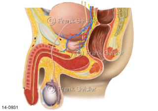 Becken Mann, Beckenorgane Geschlechtsorgane Prostata Harnblase mit Nerven Blutgefäße