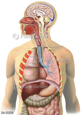 04-0203 Organe im Kopf, Brustraum und Oberbauch