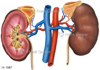 Nieren, Schnitt durch rechte Niere und Nebenniere, Oberfläche linke Niere