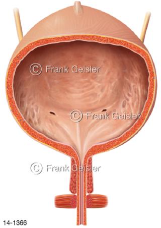 Harnblase Vesica urinaria der Frau