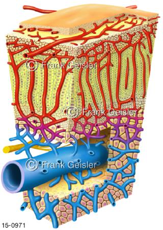 Aufbau Hormondrüse Nebenniere
