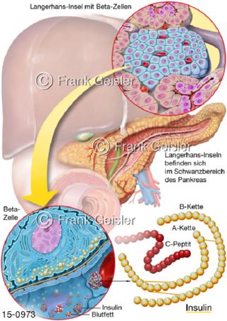 Langerhans-Insel Pankreas Insulin-Produktion