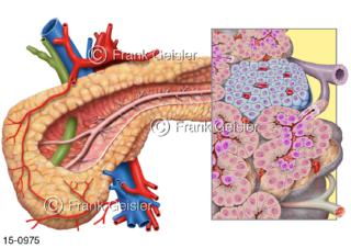 Hormone Hormonbildung in Langerhans-Insel Inselzellen des Pankreas
