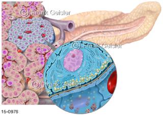 Hormone Langerhans-Insel Inselzellen des Pankreas, Ansicht Beta-Zelle