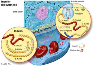 insulin-Biosynthese in Beta-Zellein der Langerhans-Insel des Pankreas
