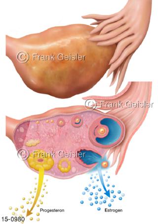 Hormone Progesteron Estrogen Eierstock Ovar