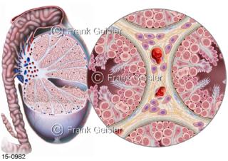 Aufbau Hoden Testes Testikel, Bildung Hormone in Sertoli-Leydig-Zellen