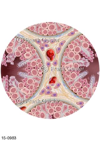 Hormone Hoden, Sertoli-Zellen Leydig-Zellen