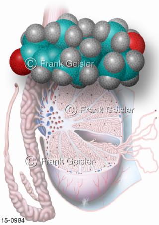 Hoden, Hormon Testosteron-Molekül